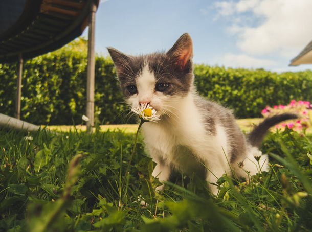 kitten